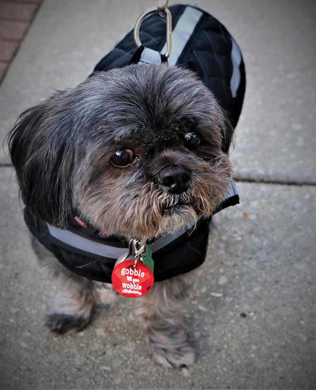 Coats and booties protect dogs from winter's sting Medill Reports Chicago